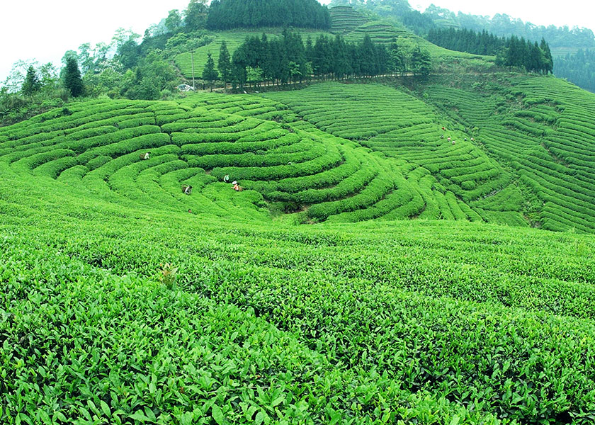 湖北白茶廠家